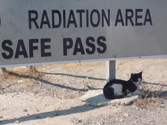  ANA SANCHEZ _ seguro que no hay gato encerrado 