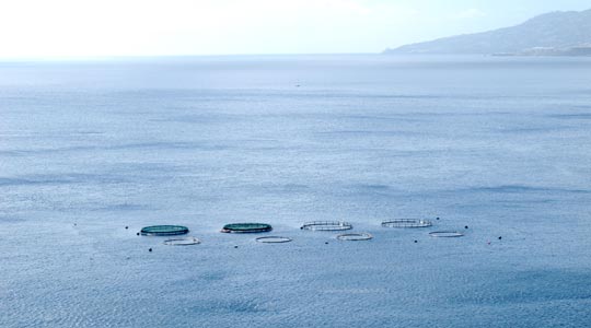  ANA SANCHEZ _ señales 