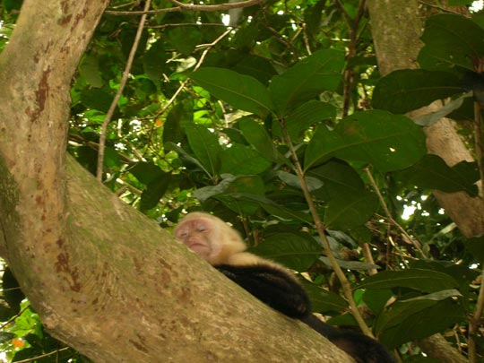  ANA SANCHEZ _ siesta animal 