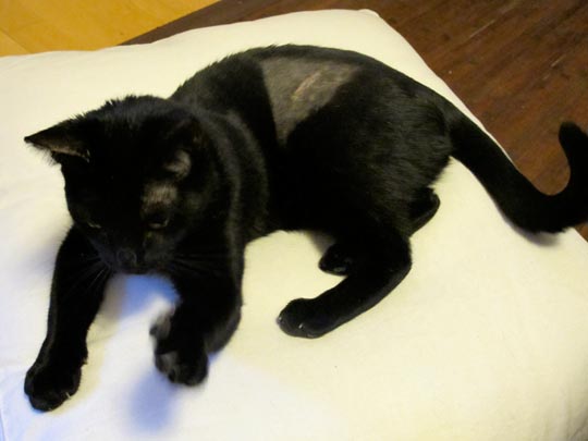  ANA SANCHEZ _ un gato planchado 