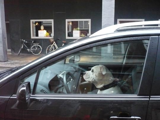  ANA SANCHEZ _ una fiera al volante 