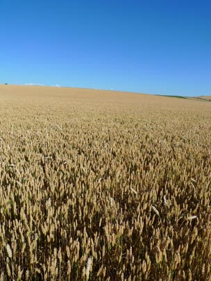  BERTO ROMERO _ campo 