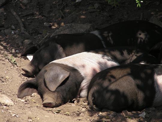  BERTO ROMERO _ cerdos 