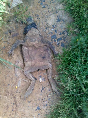  BERTO ROMERO _ ex príncipe encantado 