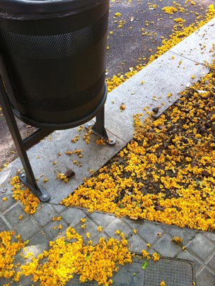  BERTO ROMERO _ flores amarillas 