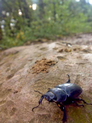  BERTO ROMERO _ forzudo 