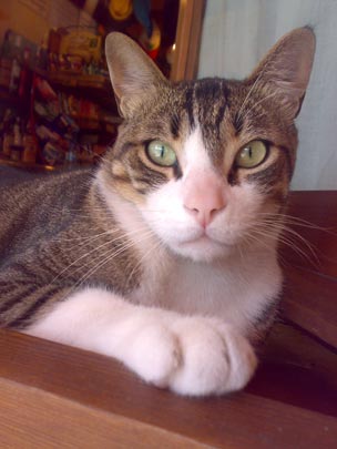  BERTO ROMERO _ gato. estímulo frontal 