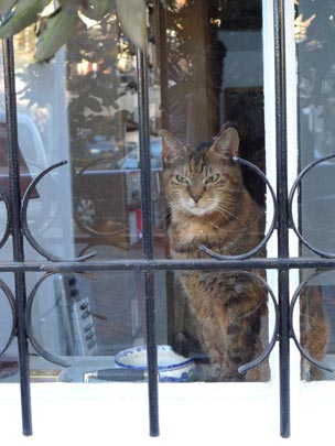  BERTO ROMERO _ gato malvado 