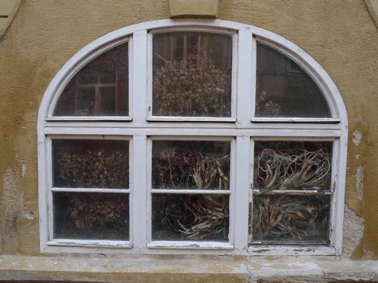  BERTO ROMERO _ hay una selva seca dentro 