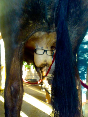  BERTO ROMERO _ huevos de toro disecado con gafas 