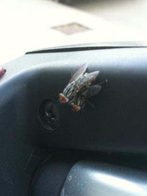  BERTO ROMERO _ moscas haciendo el amor 