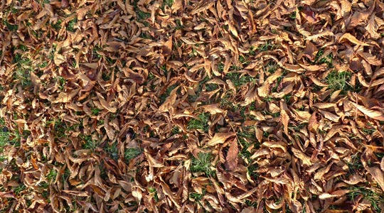  BERTO ROMERO _ otoño (2) 