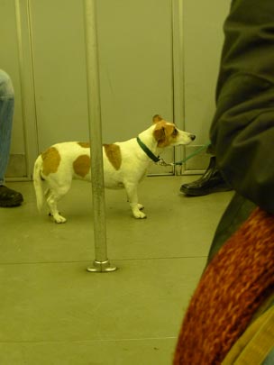  BERTO ROMERO _ perrete en el metro 