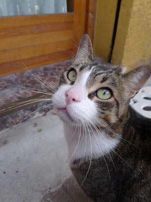  BERTO ROMERO _ ¿qué? 