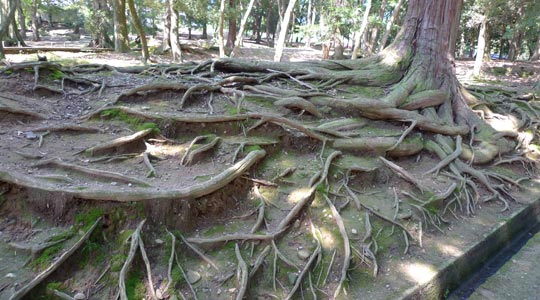  BERTO ROMERO _ raíces 