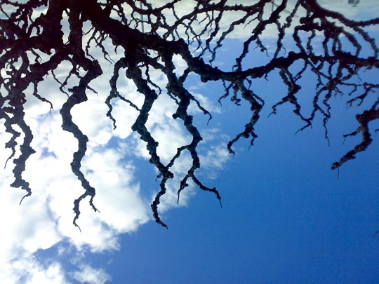  BERTO ROMERO _ ramices 