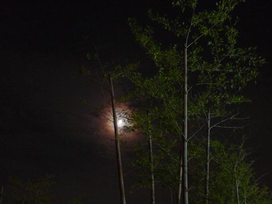  BERTO ROMERO _ they're coming to get you, barbra! 