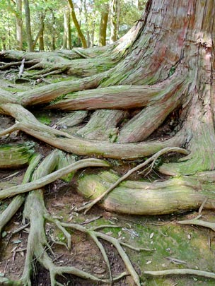  BERTO ROMERO _ trífidos 