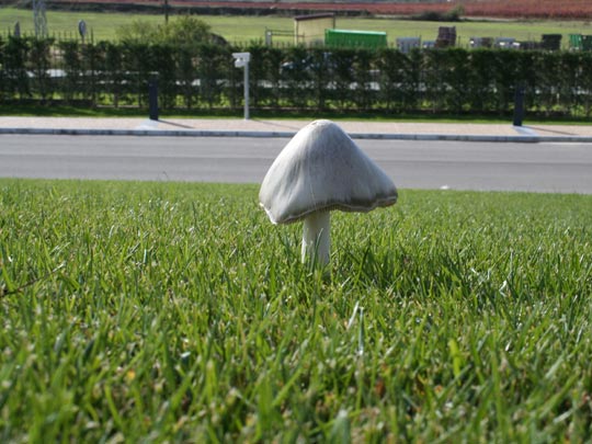  EDU SOTO _ de repente una seta 