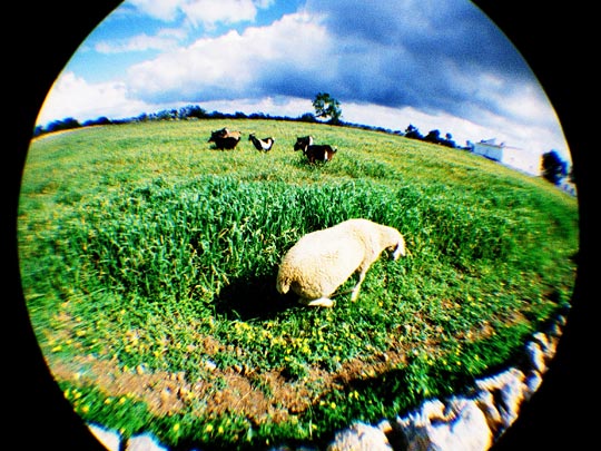  FRANCESC FÀBREGAS _ animales comestibles 