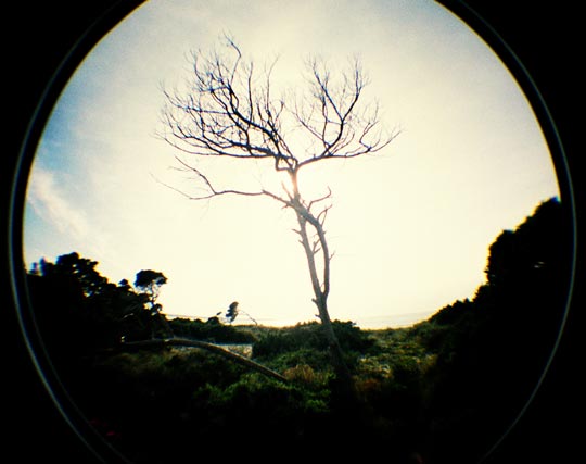  FRANCESC FÀBREGAS _ arbre nu 