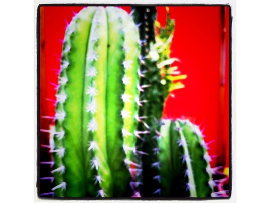  FRANCESC FÀBREGAS _ satellite cáctus 