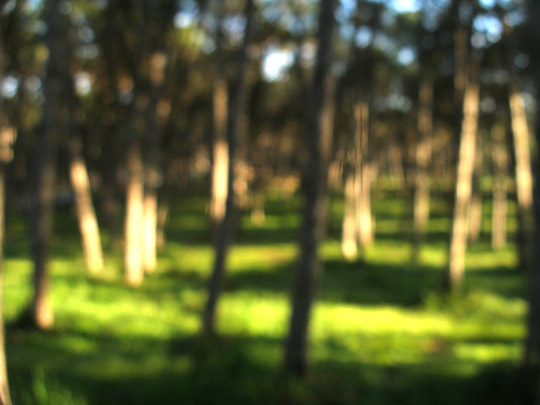  FRANCESC FÀBREGAS _ verde encantado 