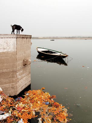  FRANK KALERO _ varanasi: oveja, rio, barca y flores 