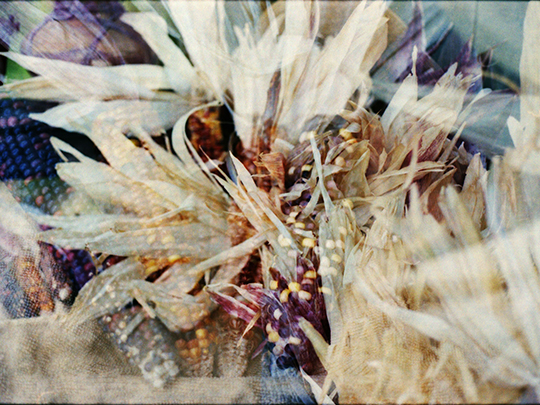  HANNA QUEVEDO _ abstract corn 