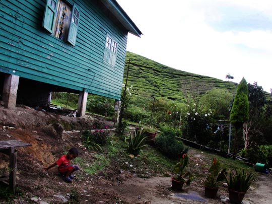  HANNA QUEVEDO _ cameron highlands, malasia 