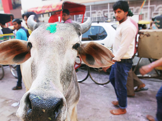  HANNA QUEVEDO _ holi, vrindavan, uttar pradesh, india, 2014 