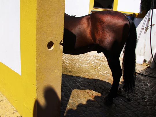  HANNA QUEVEDO _ museo del arte ecuestre de jerez 