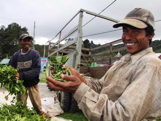  HANNA QUEVEDO _ plantaciones de té, malasia 