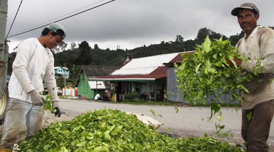  HANNA QUEVEDO _ plantaciones de té, malasia 