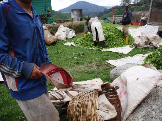  HANNA QUEVEDO _ plantaciones de té, malasia 