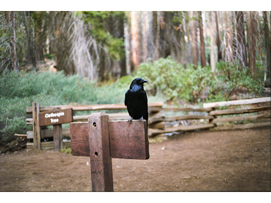  HANNA QUEVEDO _ yosemite, california 