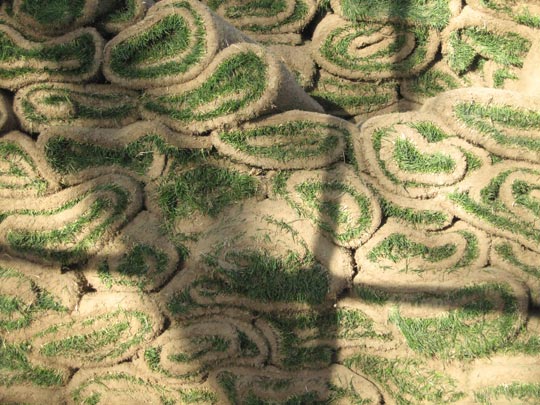  JON SISTIAGA _ alfombra de césped o callos con espinacas 