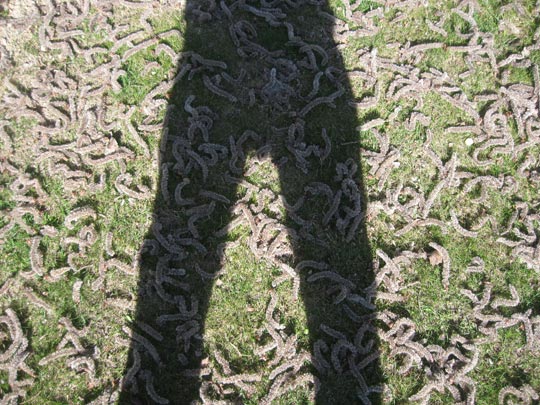  JON SISTIAGA _ alfombra de gusanos 