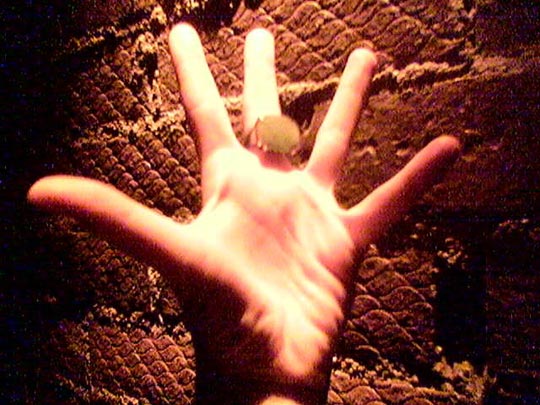  JON SISTIAGA _ araña 