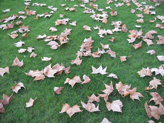  JON SISTIAGA _ autumn leaves. nat king cole 