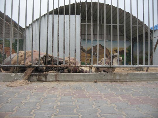  JON SISTIAGA _ el zoo de gaza 