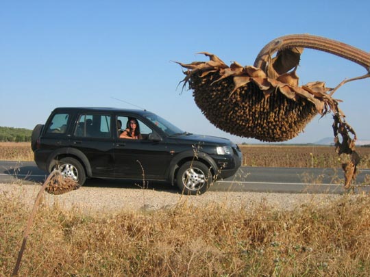  JON SISTIAGA _ entre girasoles 