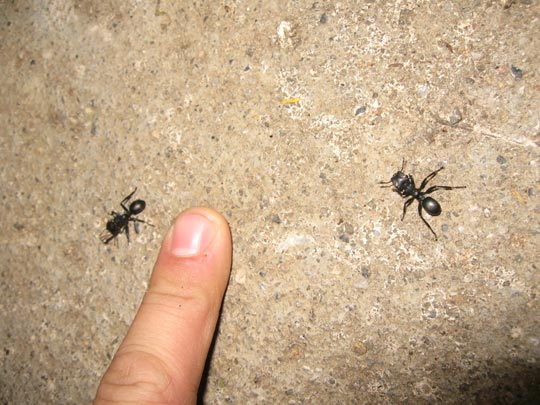  JON SISTIAGA _ hormigas soldado 