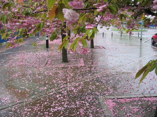  JON SISTIAGA _ lluvia rosa 