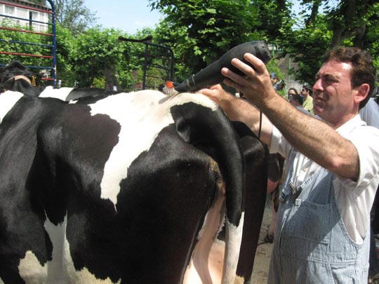  JON SISTIAGA _ peluqueando a una vaca 