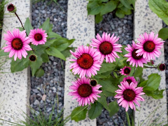  KOITZ _ más margaris 