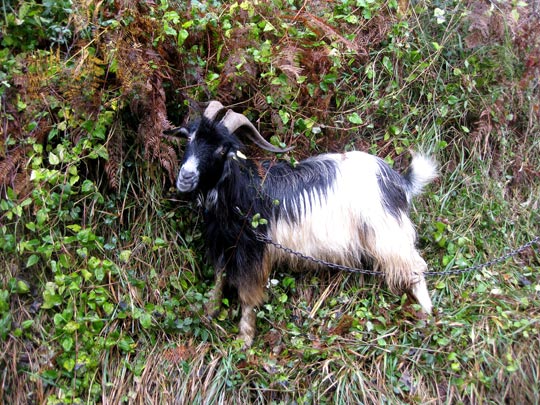  CHARLIE LONEGAN _ cabra atada en el monte 