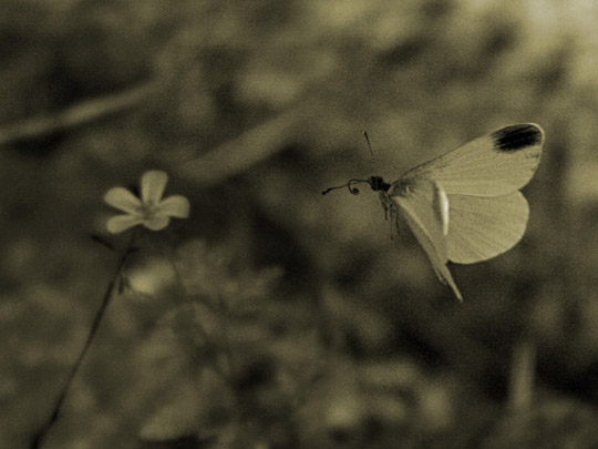 MARCELO AURELIO _ atracción 