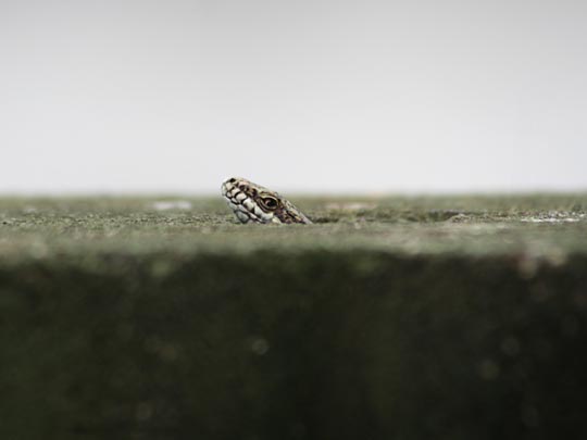  MARCELO AURELIO _ cautela o a ver qué onda 