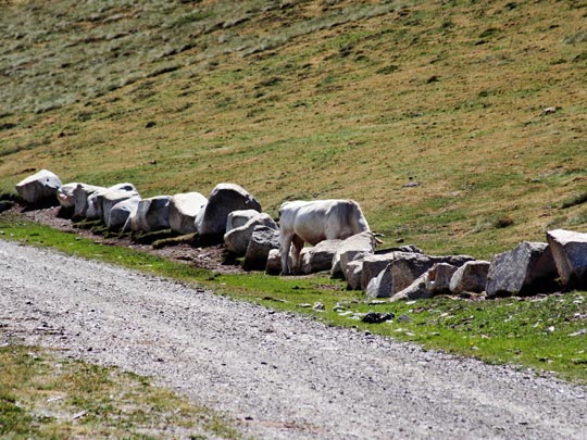  MARCELO AURELIO _ ¿dónde está la vaca? 